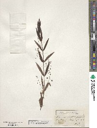 Veronica scutellata image