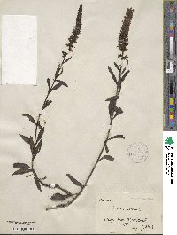 Veronica spicata image