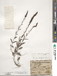 Veronica spicata image