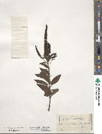 Veronica spicata image