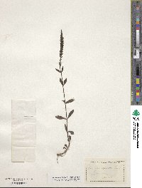 Veronica spicata image