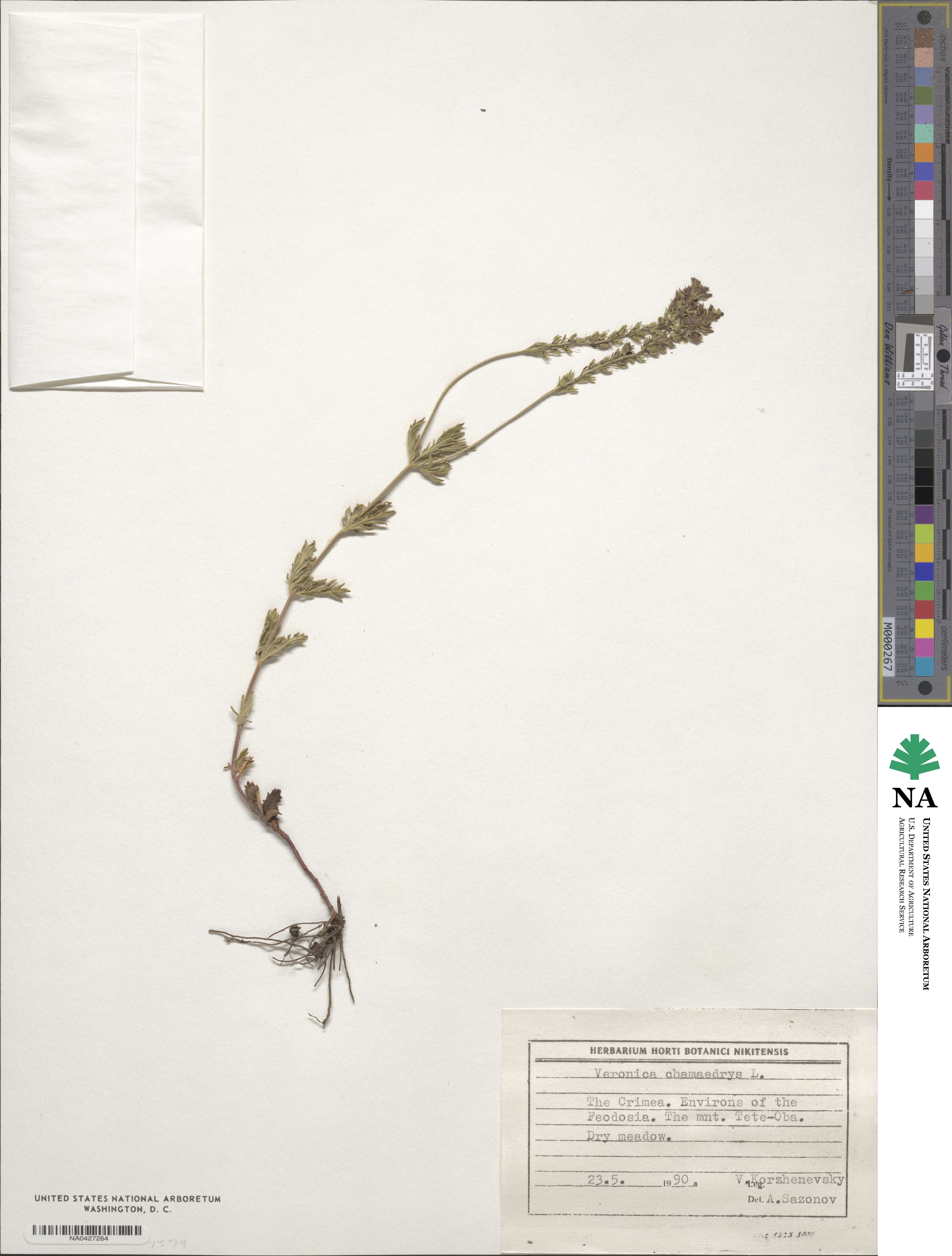 Veronica chamaedrys image