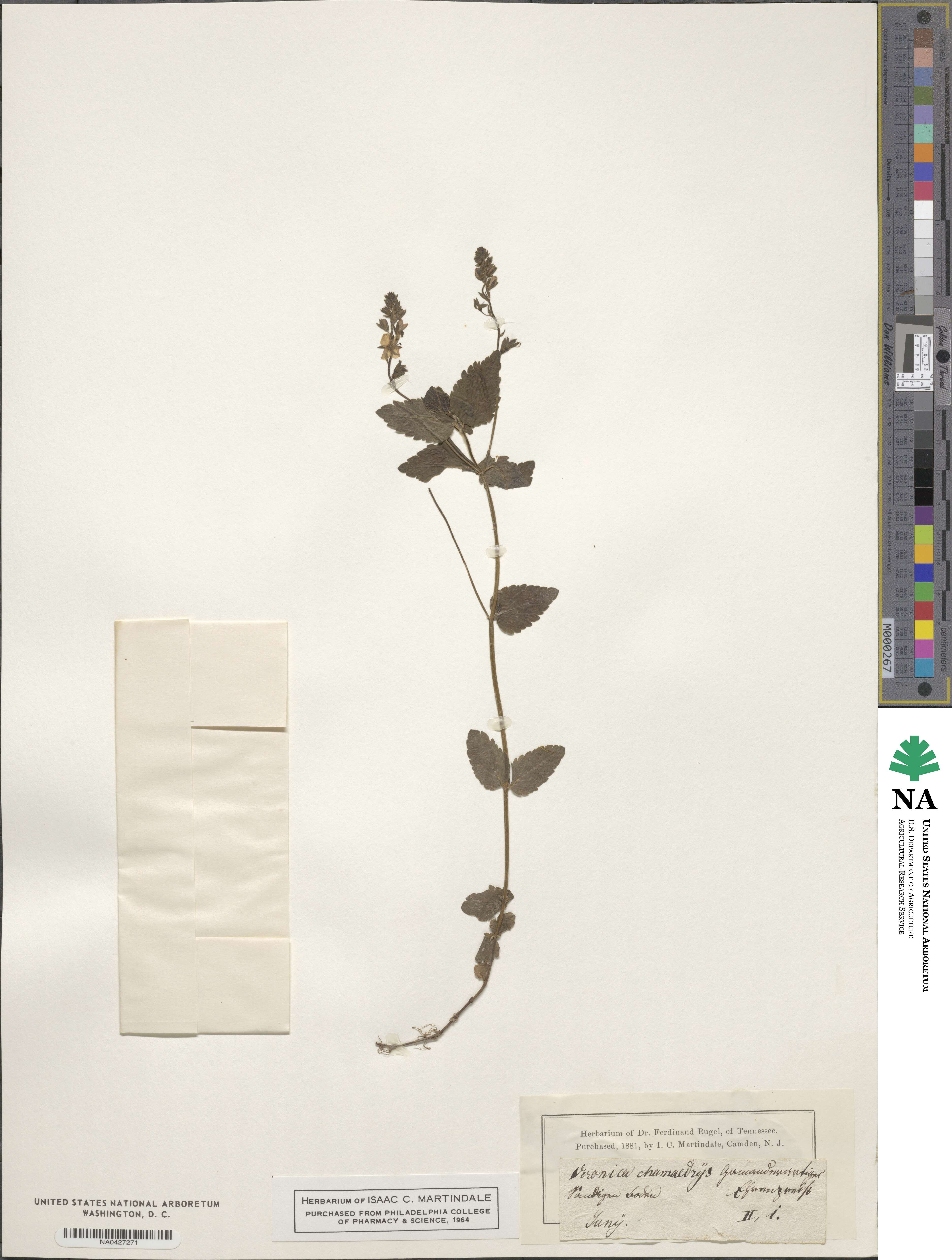 Veronica chamaedrys image