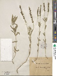 Veronica austriaca subsp. dentata image