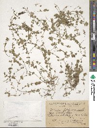 Veronica filiformis image