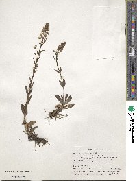 Veronica gentianoides image