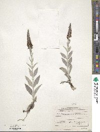 Veronica incana image