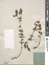 Veronica teucrium image