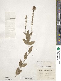 Veronica teucrium image