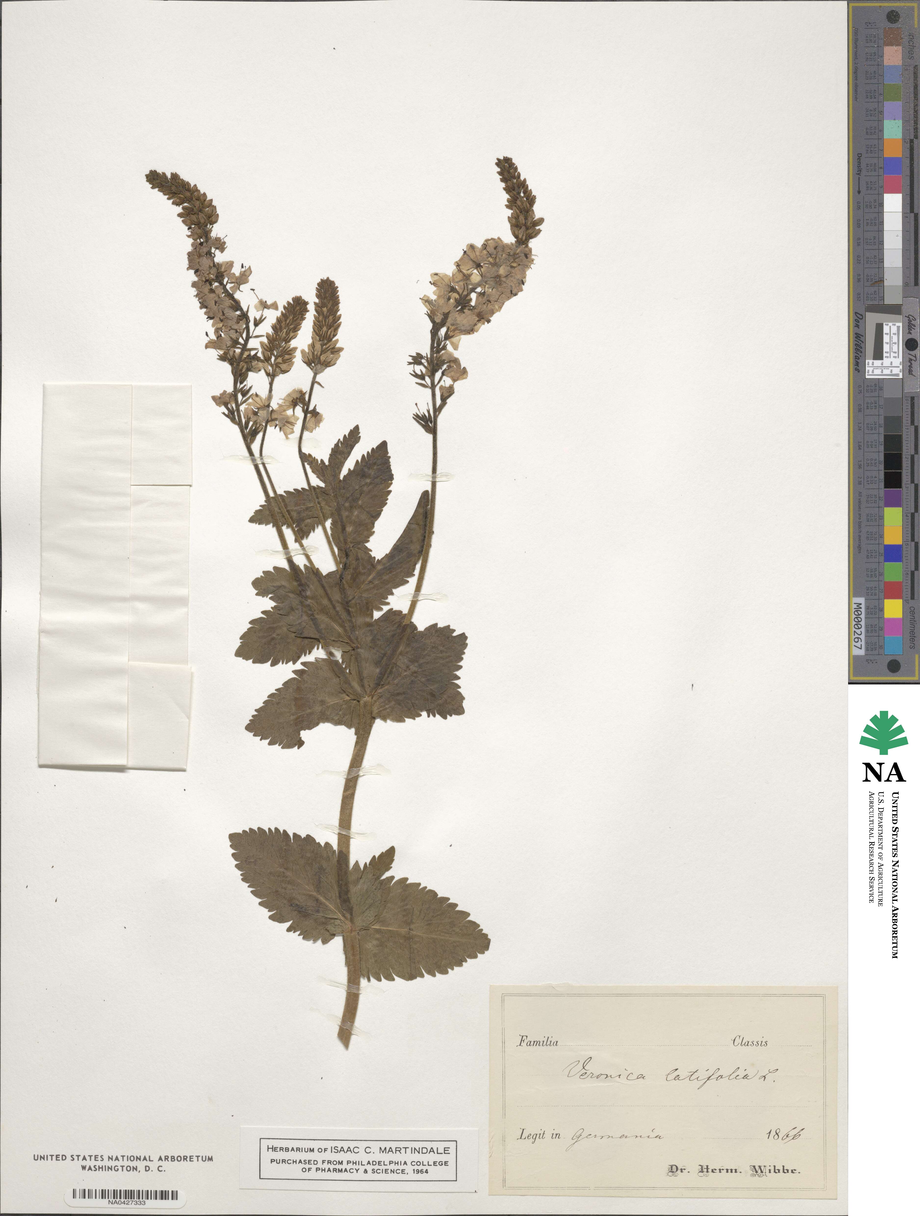 Veronica teucrium image