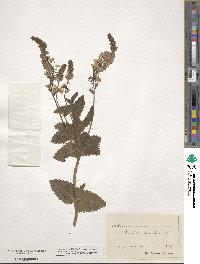 Veronica teucrium image