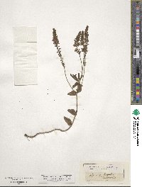 Veronica teucrium image