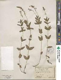 Veronica teucrium image