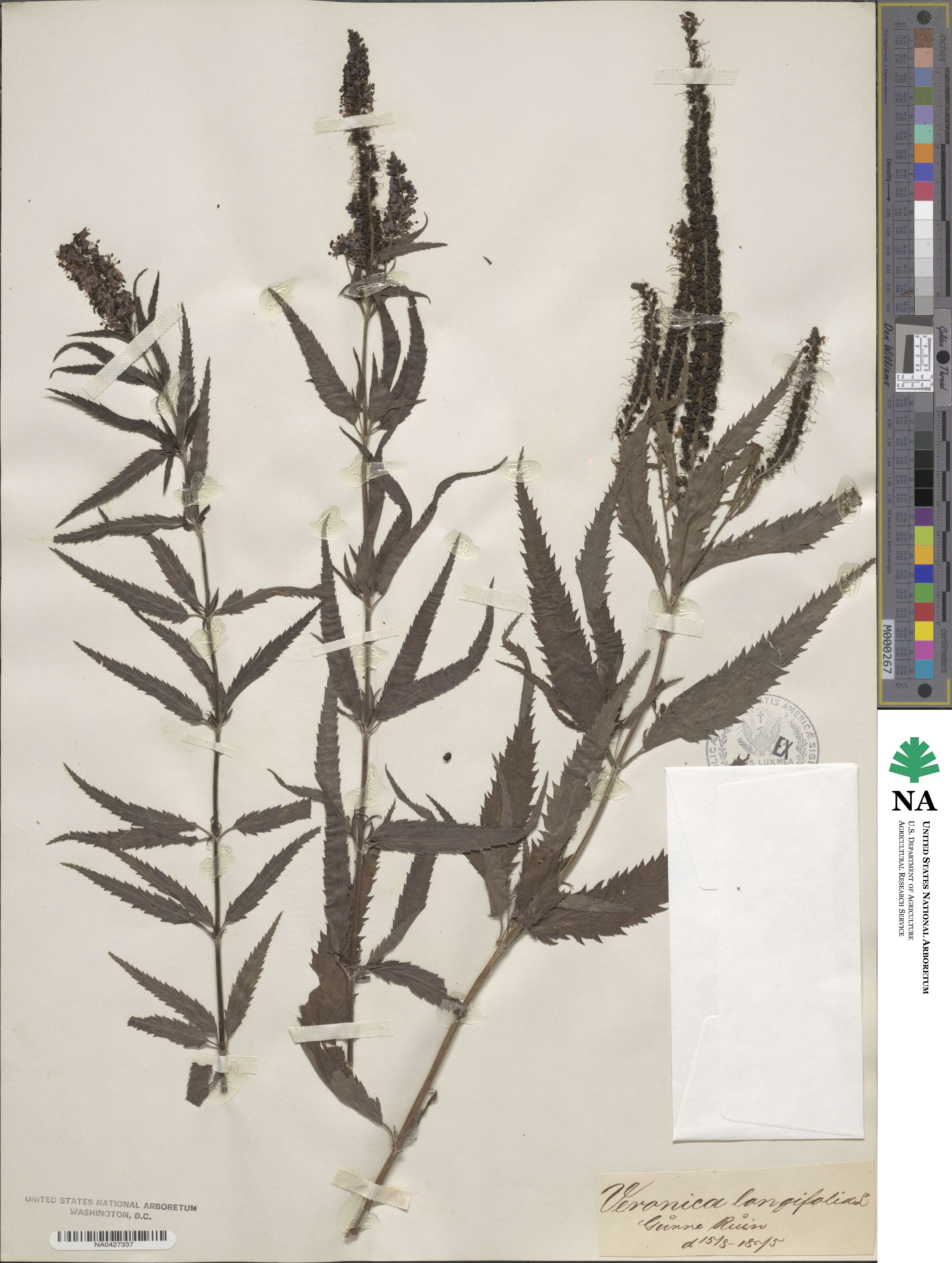 Veronica longifolia image