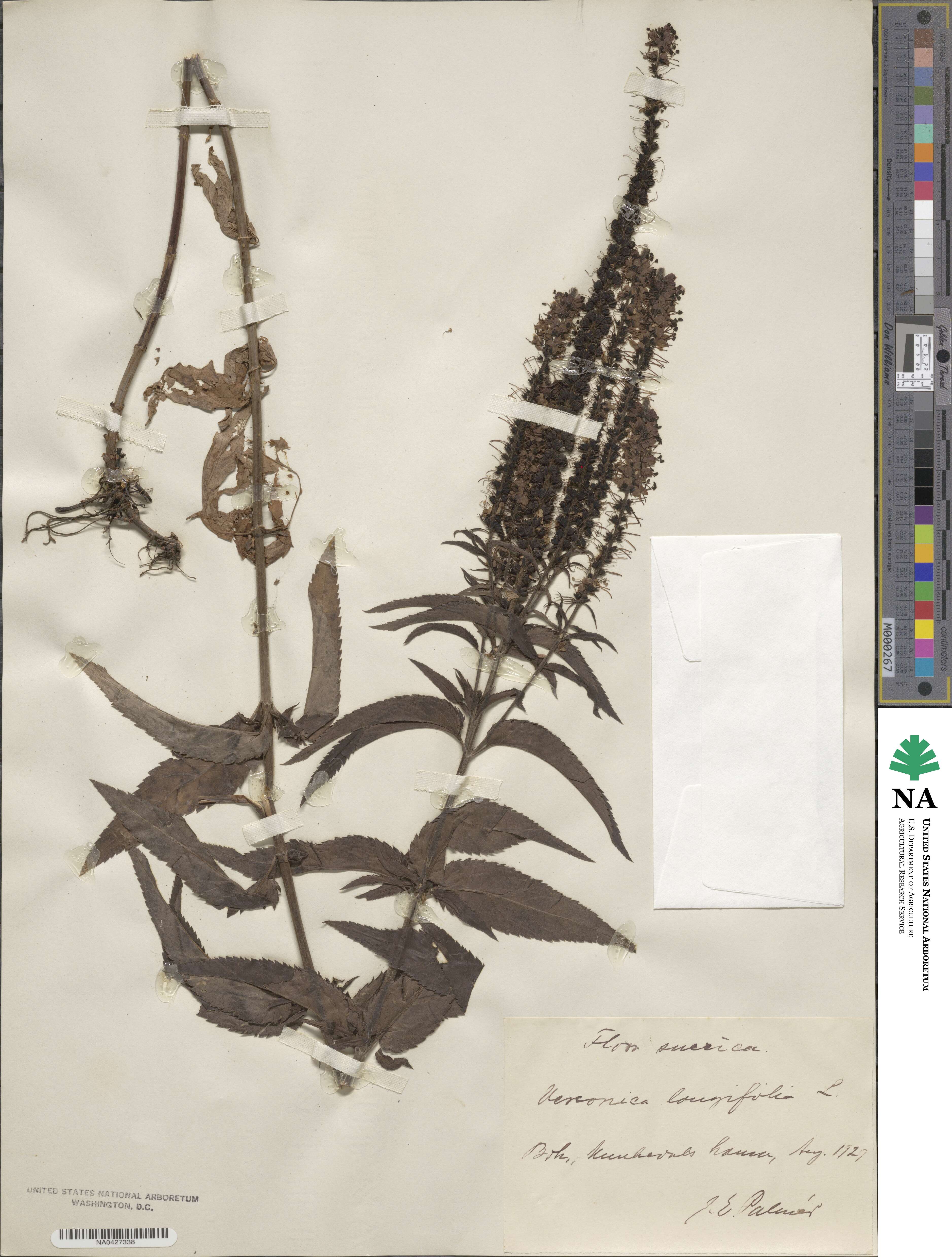 Veronica longifolia image