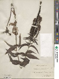 Veronica longifolia image