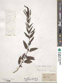 Veronica longifolia image