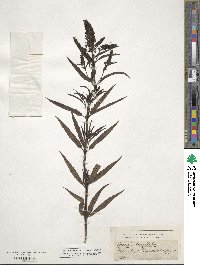 Veronica longifolia image