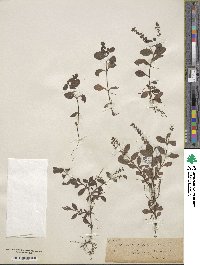 Veronica officinalis image