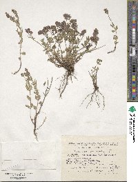 Veronica orientalis image