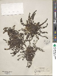 Veronica agrestis image