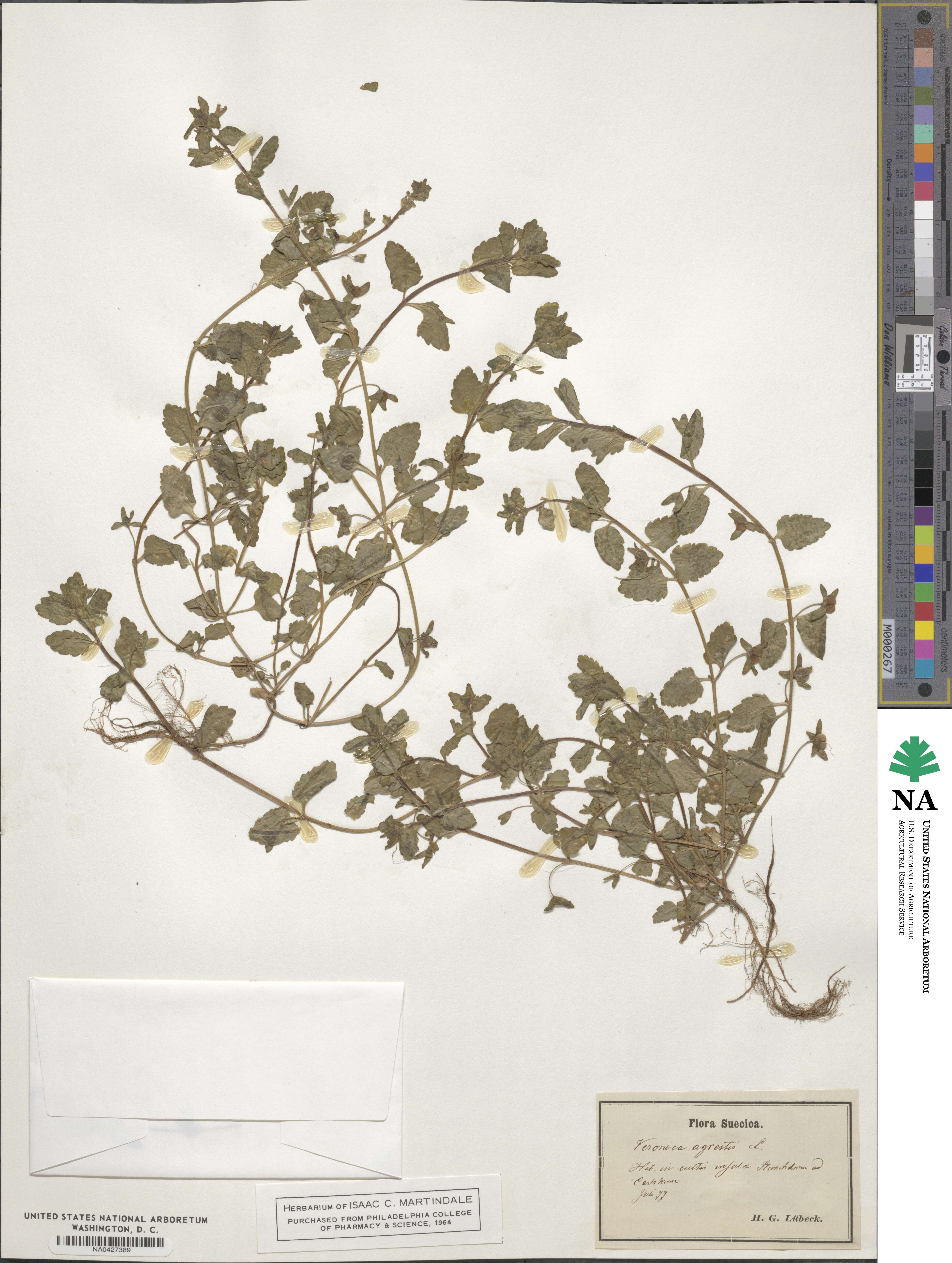 Veronica agrestis image