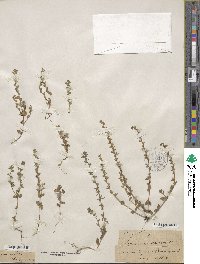 Veronica arvensis image