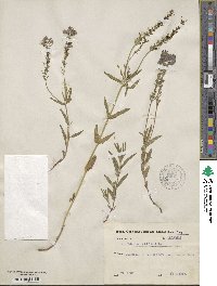 Veronica austriaca image