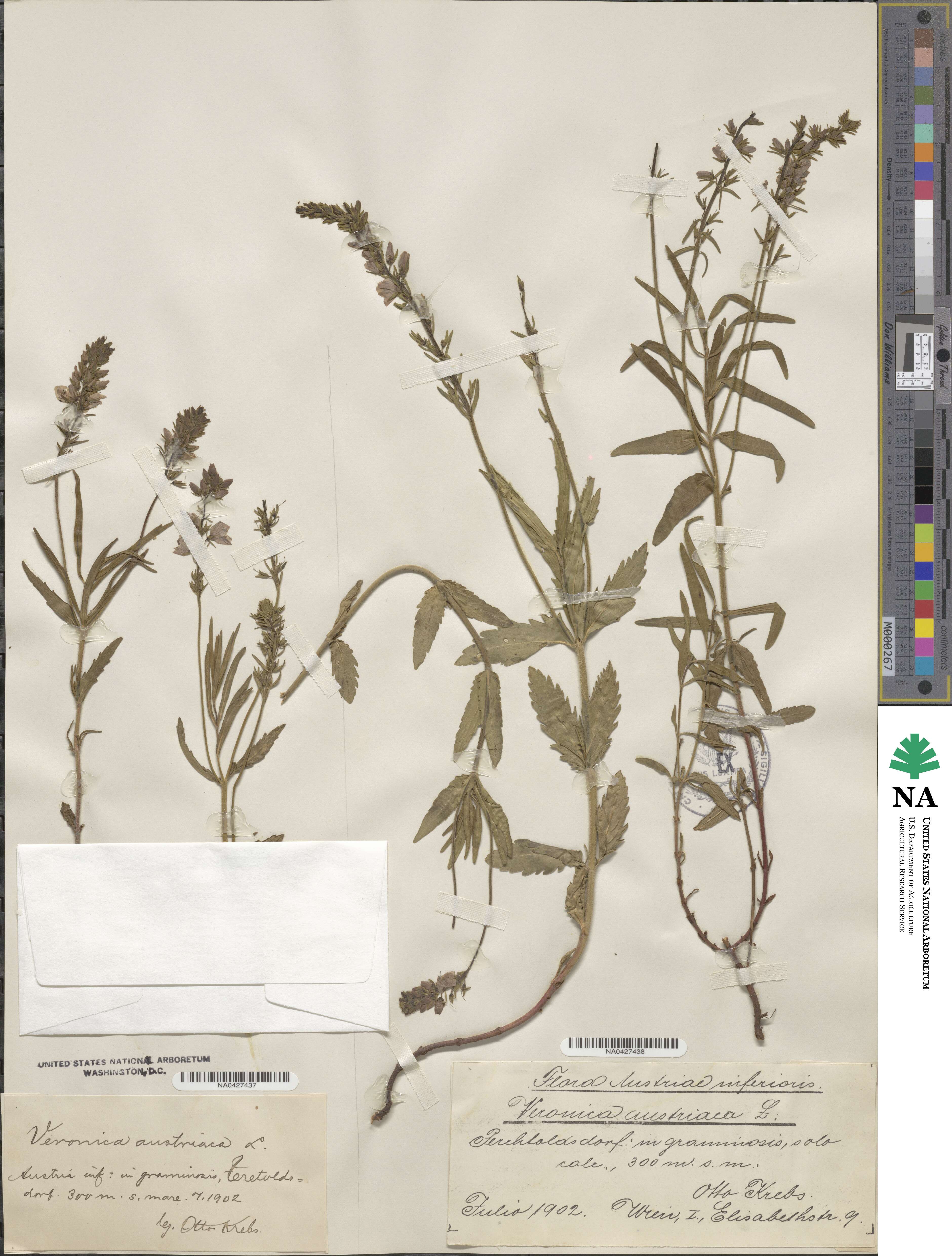 Veronica austriaca image