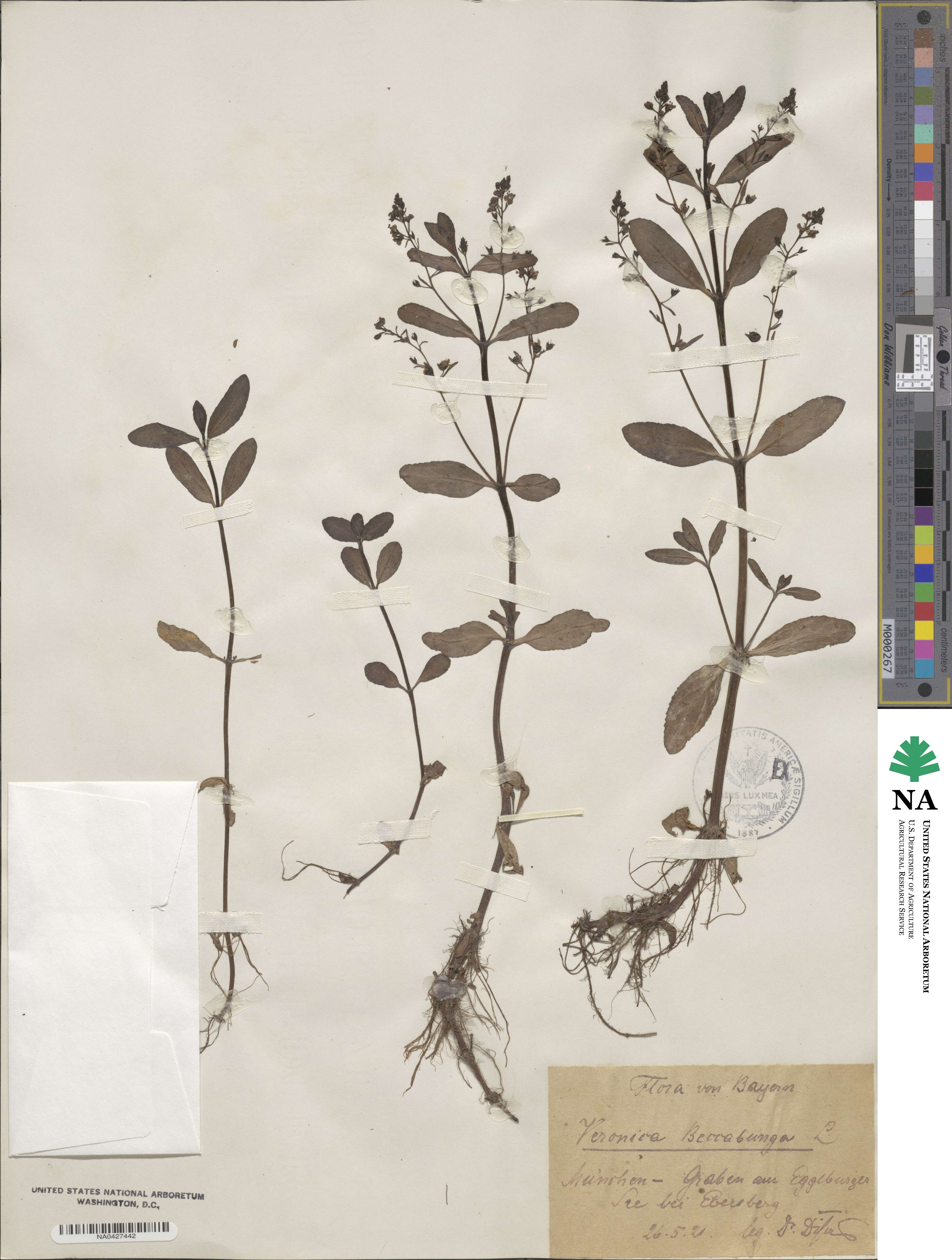 Veronica beccabunga image