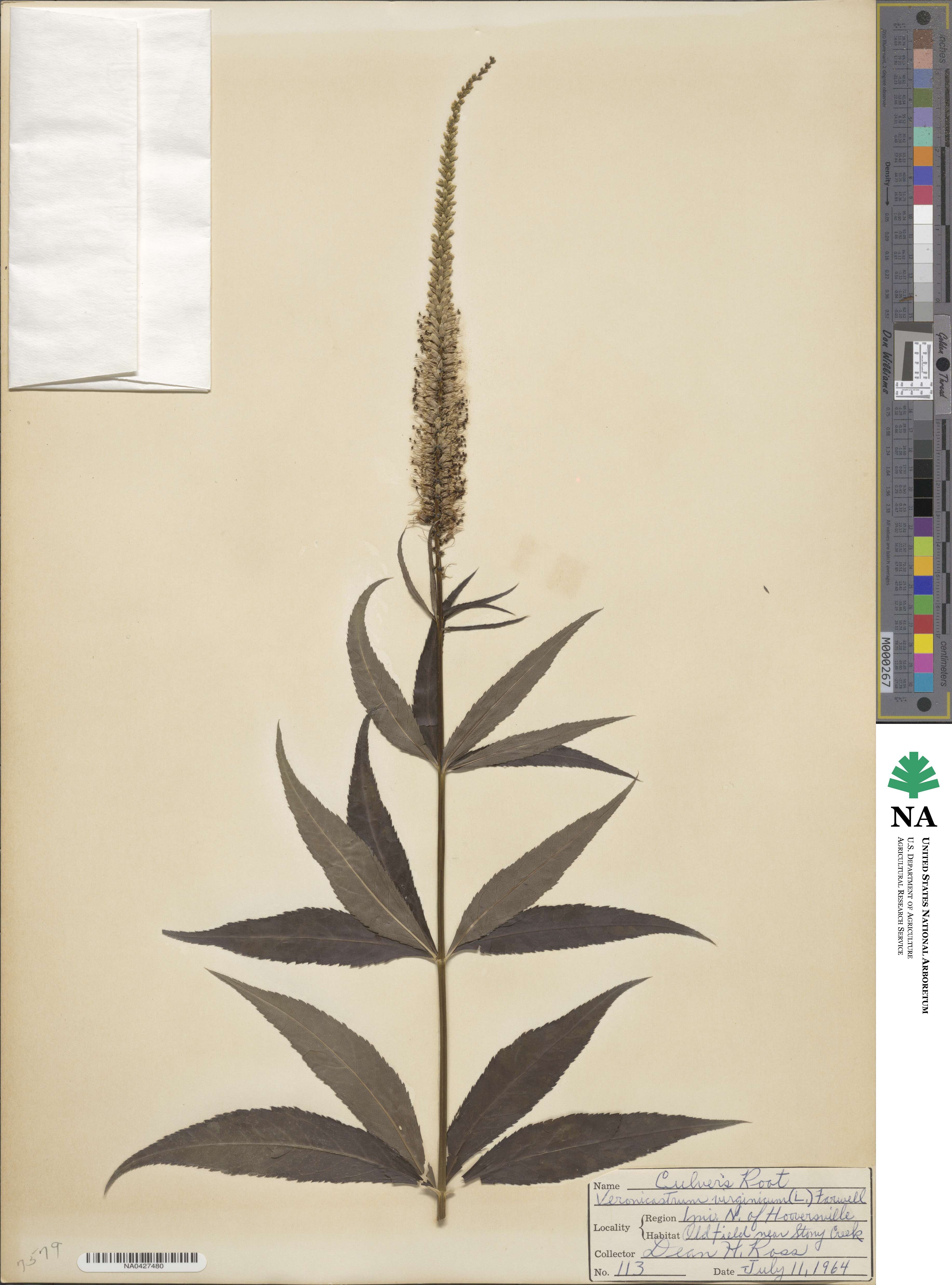 Veronicastrum virginicum image