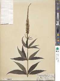 Veronicastrum virginicum image