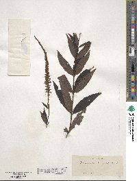 Veronicastrum virginicum image