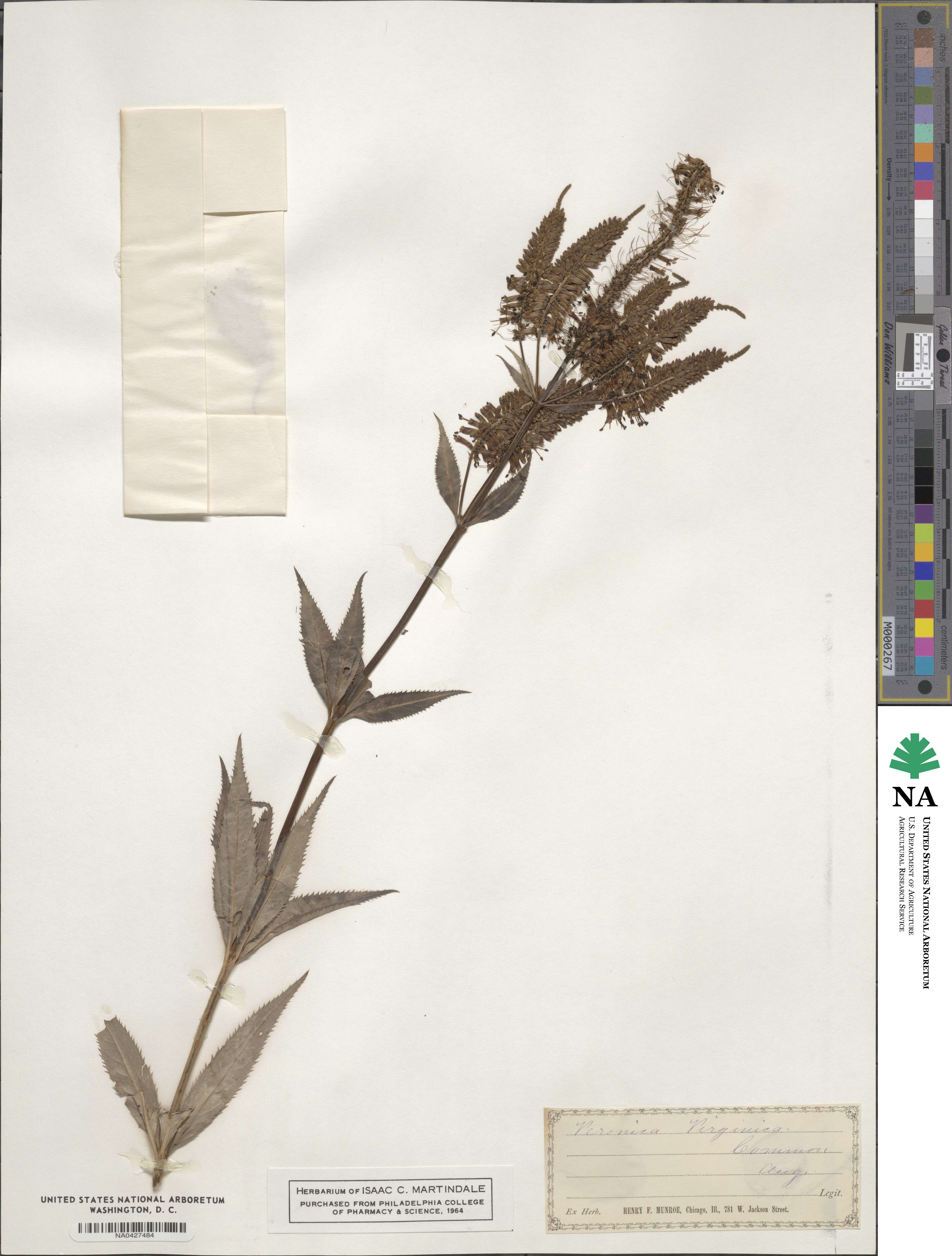 Veronicastrum virginicum image