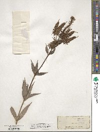 Veronicastrum virginicum image