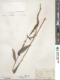 Veronicastrum virginicum image