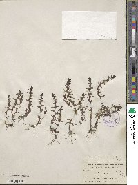 Veronica peregrina var. xalapensis image