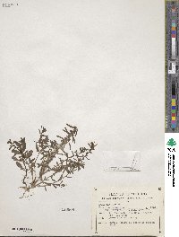 Veronica peregrina var. xalapensis image