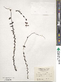 Veronica serpyllifolia image