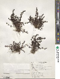 Veronica serpyllifolia image