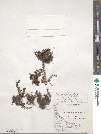 Veronica serpyllifolia image