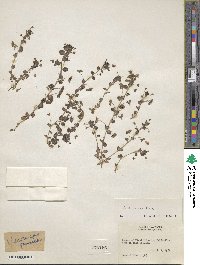 Veronica persica image