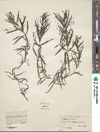 Veronica scutellata image