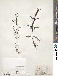 Veronica scutellata image