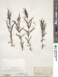 Veronica scutellata image