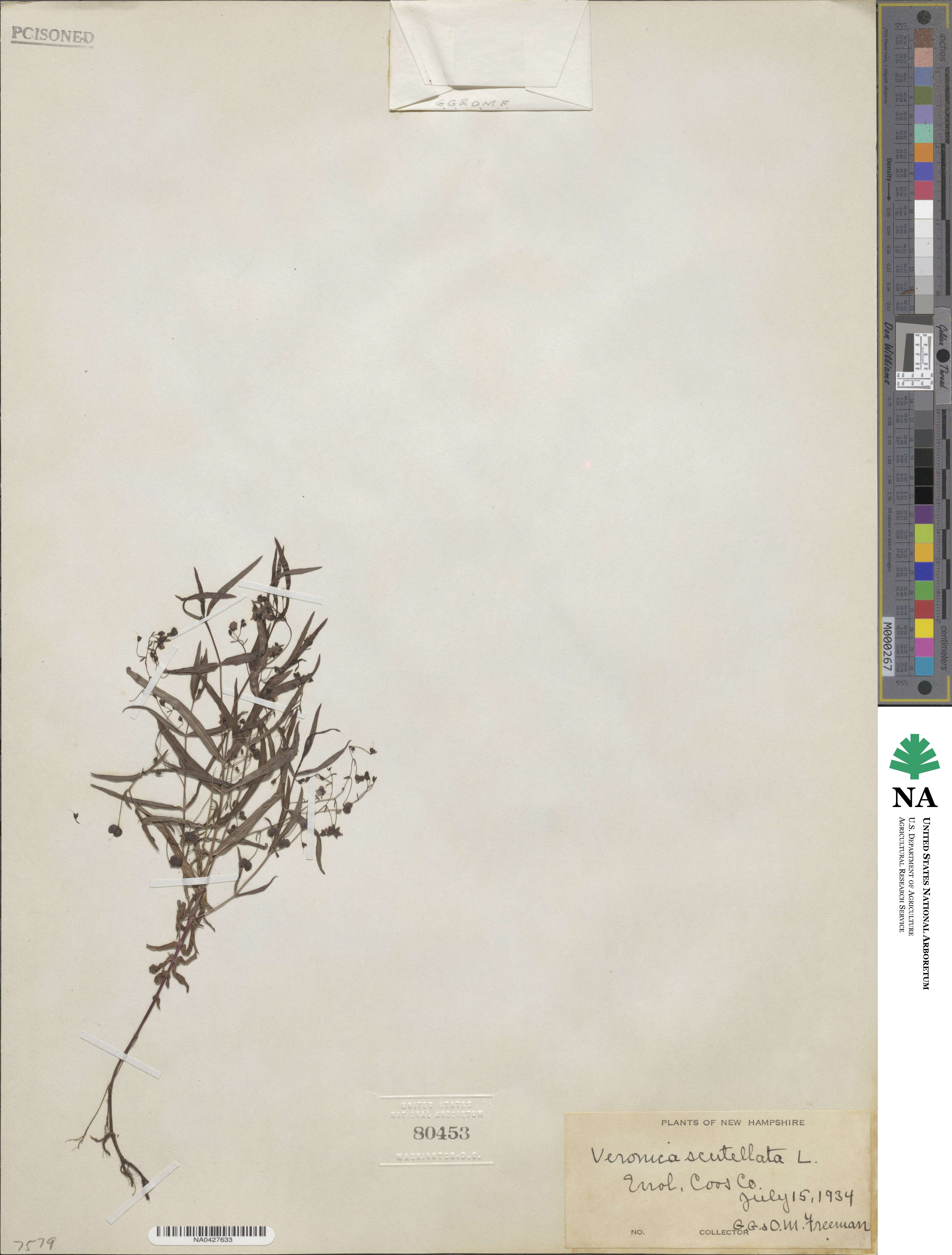 Veronica scutellata image