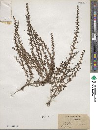 Veronica peregrina image