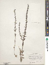 Veronica peregrina var. xalapensis image