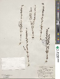 Veronica peregrina var. xalapensis image