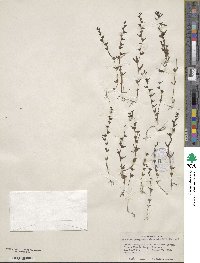 Veronica peregrina var. xalapensis image